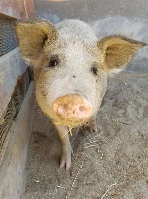 Pig from Lil Orphan Hammies