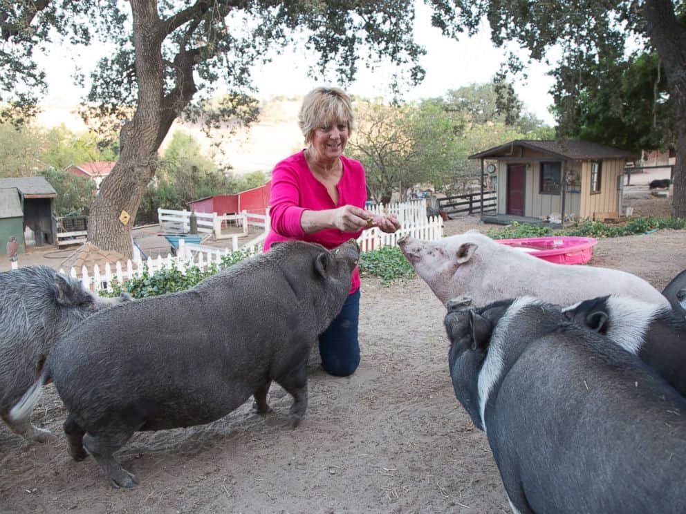 Sue feeding pigs